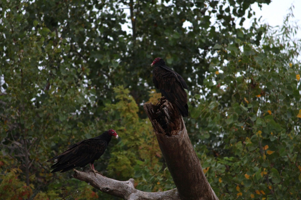 Turkey Vulture - ML622452585