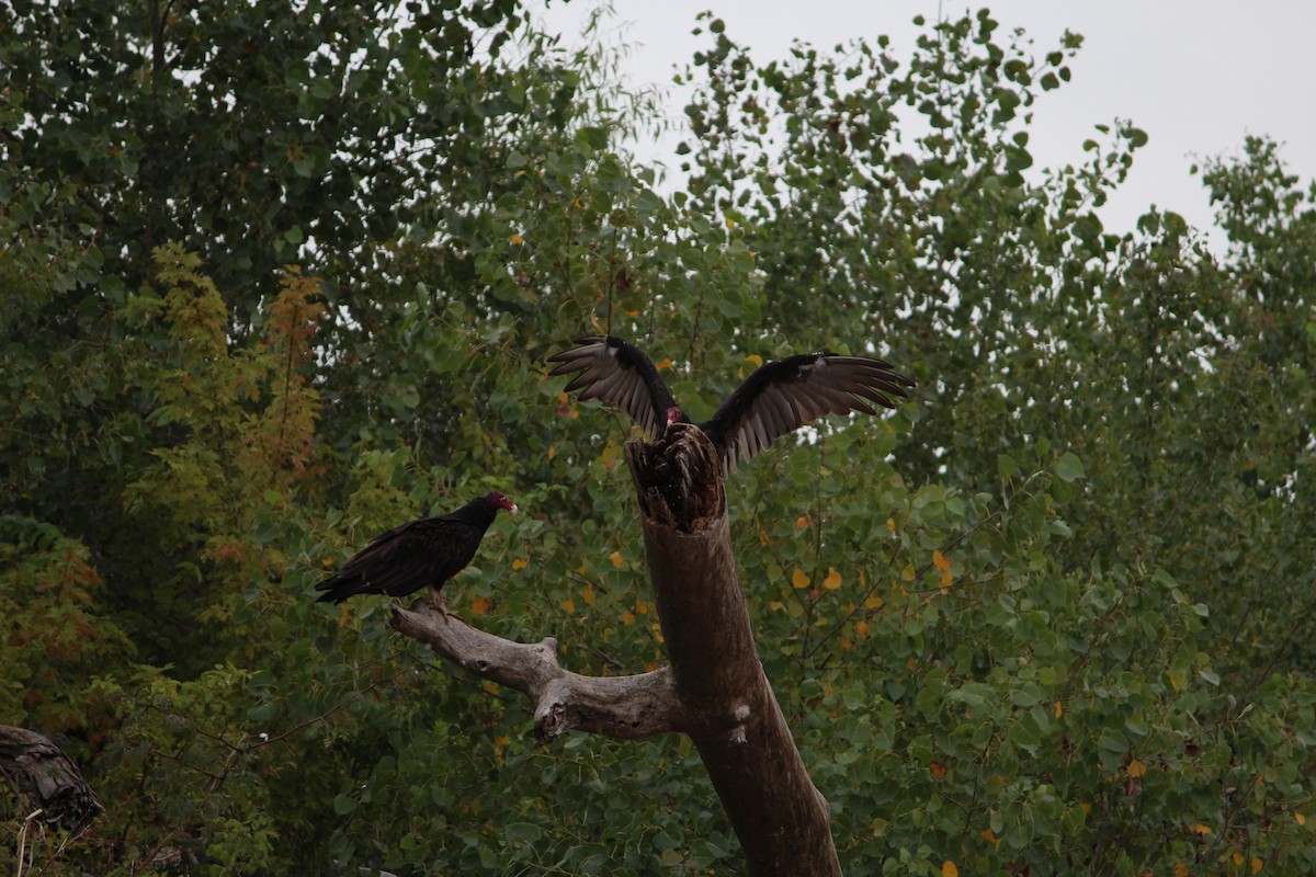 Turkey Vulture - ML622452589