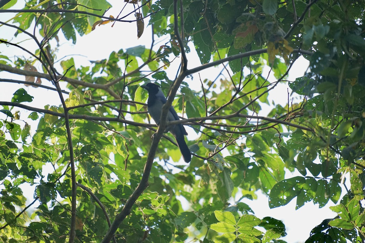 Violaceous Jay - Mike Hearell