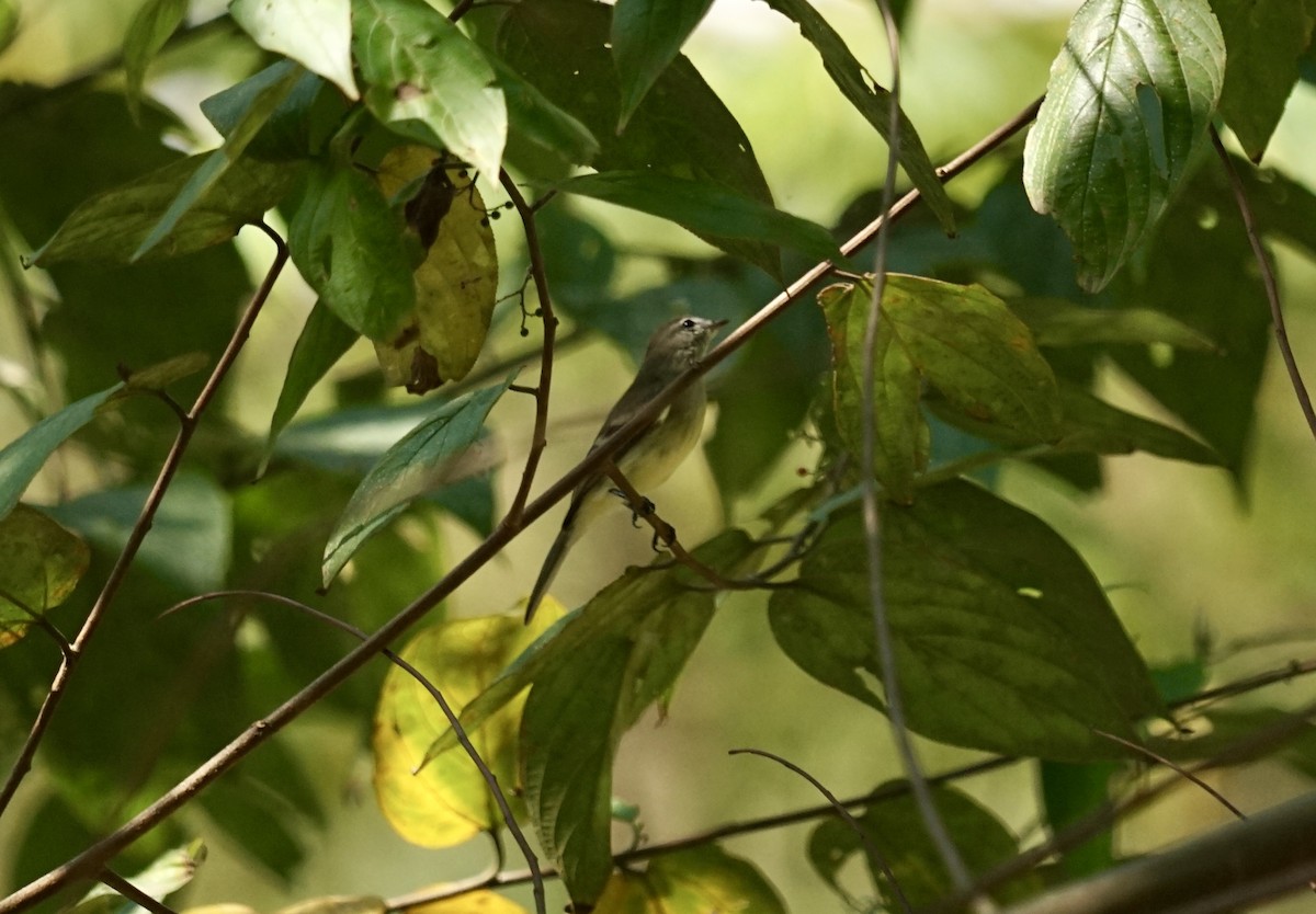 Small-billed Elaenia - ML622452617