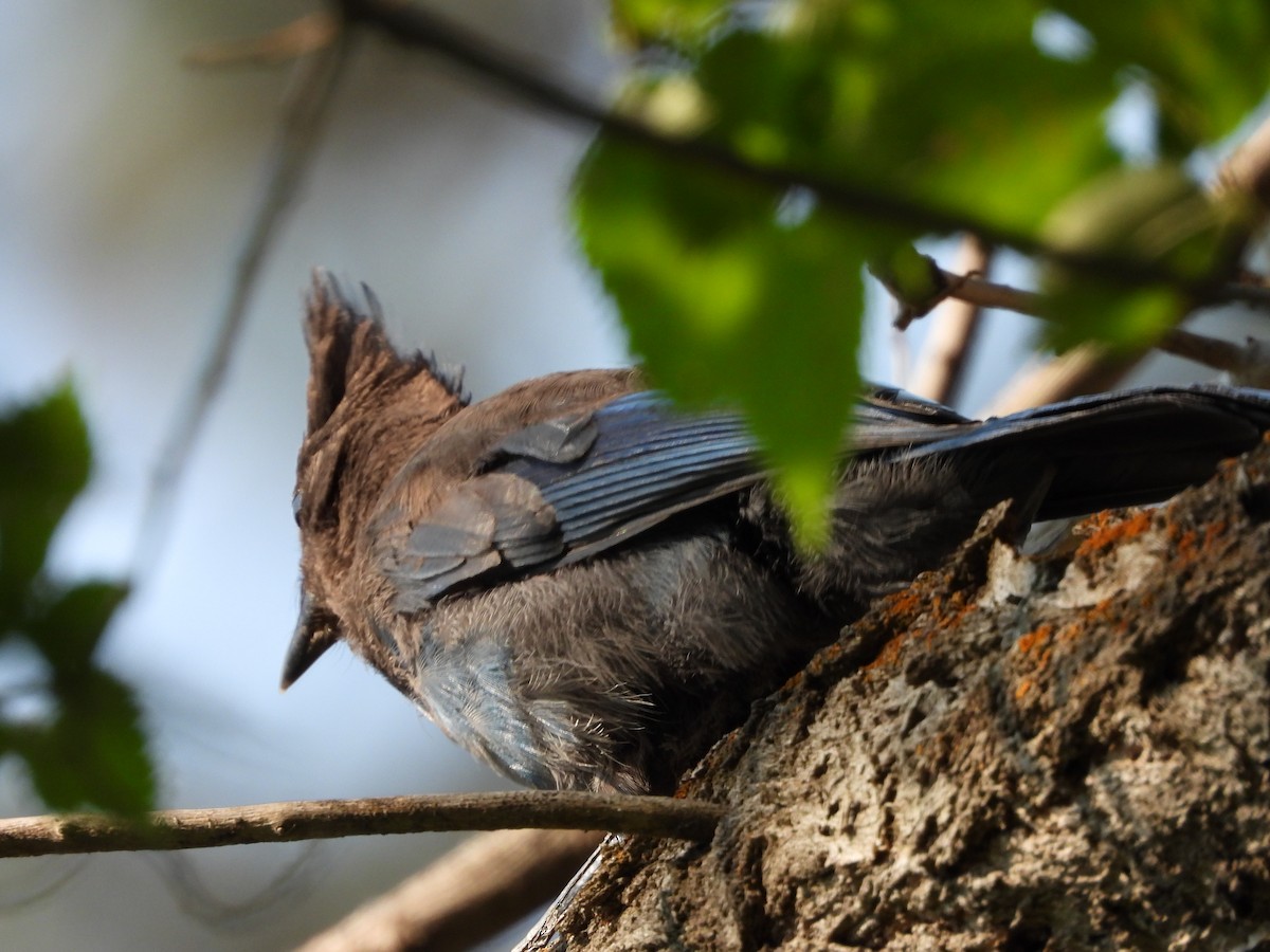 Steller's Jay - Mason Jeffries