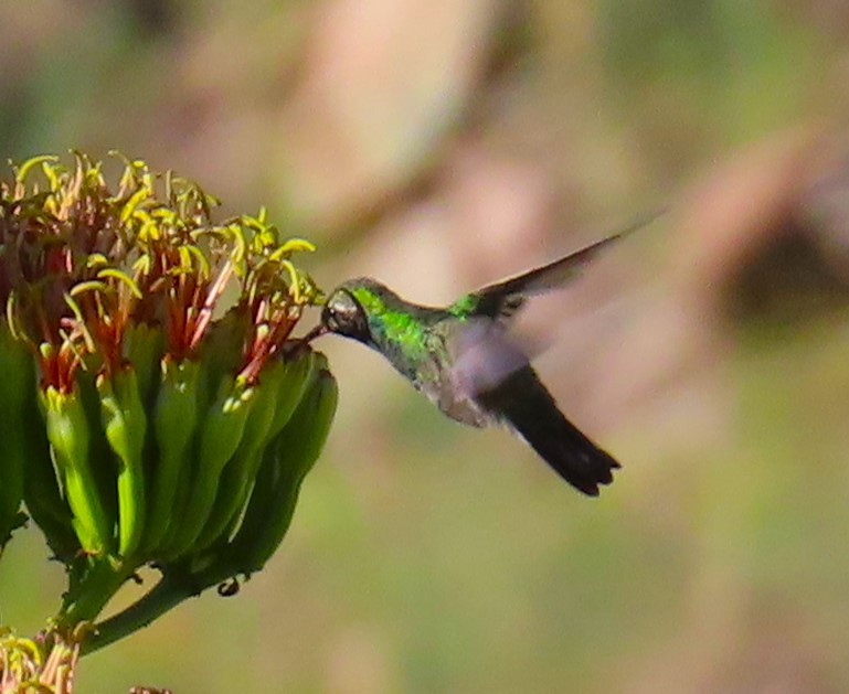 Colibri circé - ML622452694