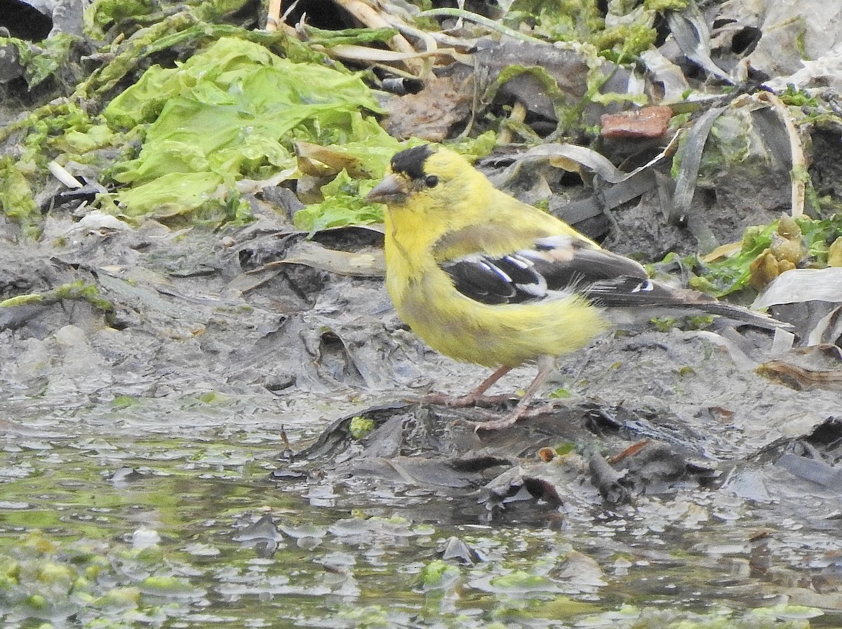 Chardonneret jaune - ML622452742