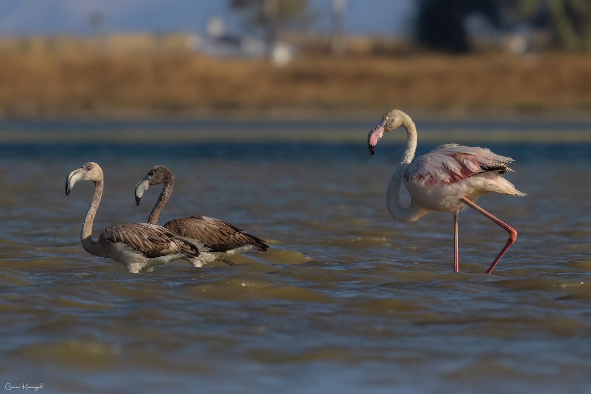 Greater Flamingo - ML622452843