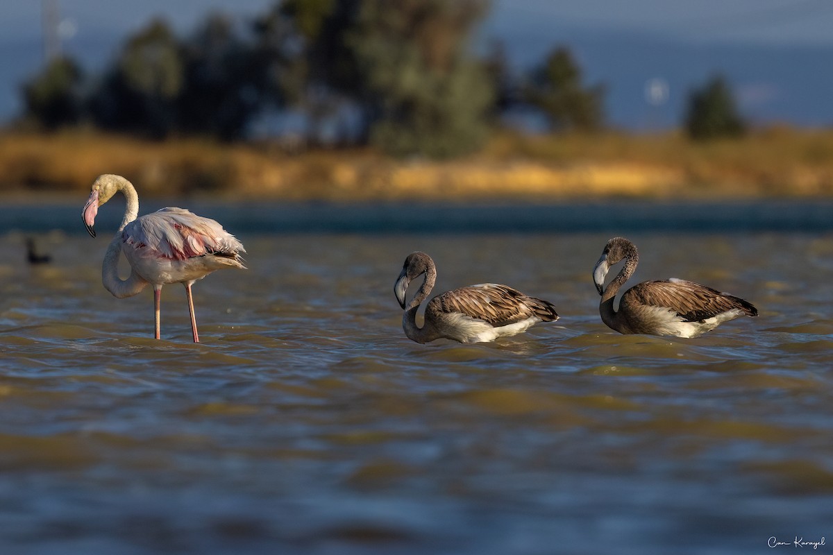 Greater Flamingo - ML622452845