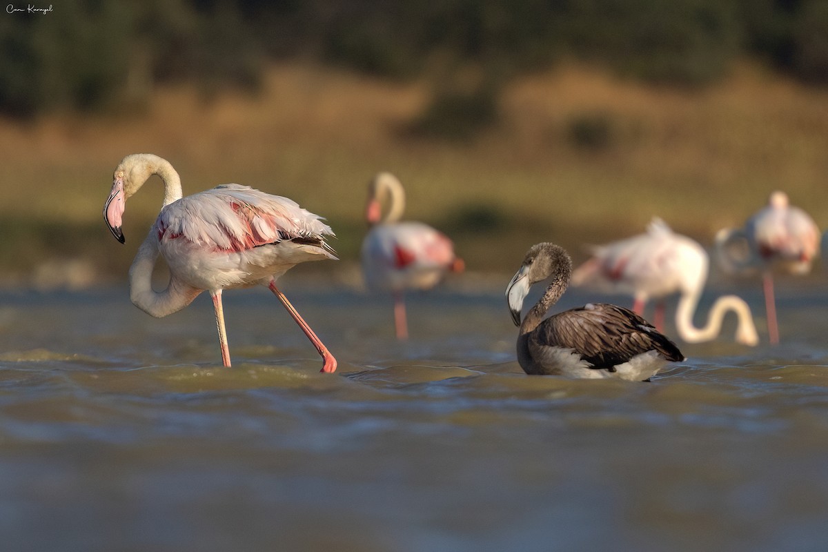 Greater Flamingo - ML622452848