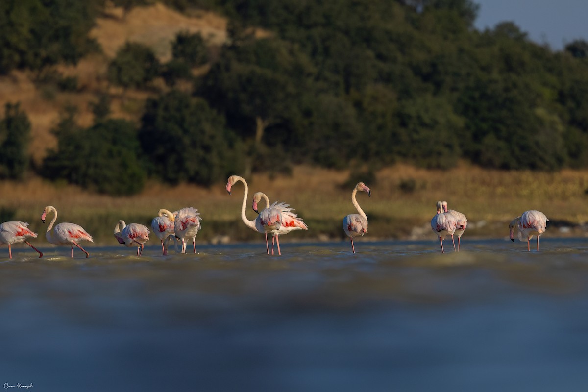 Greater Flamingo - ML622452851