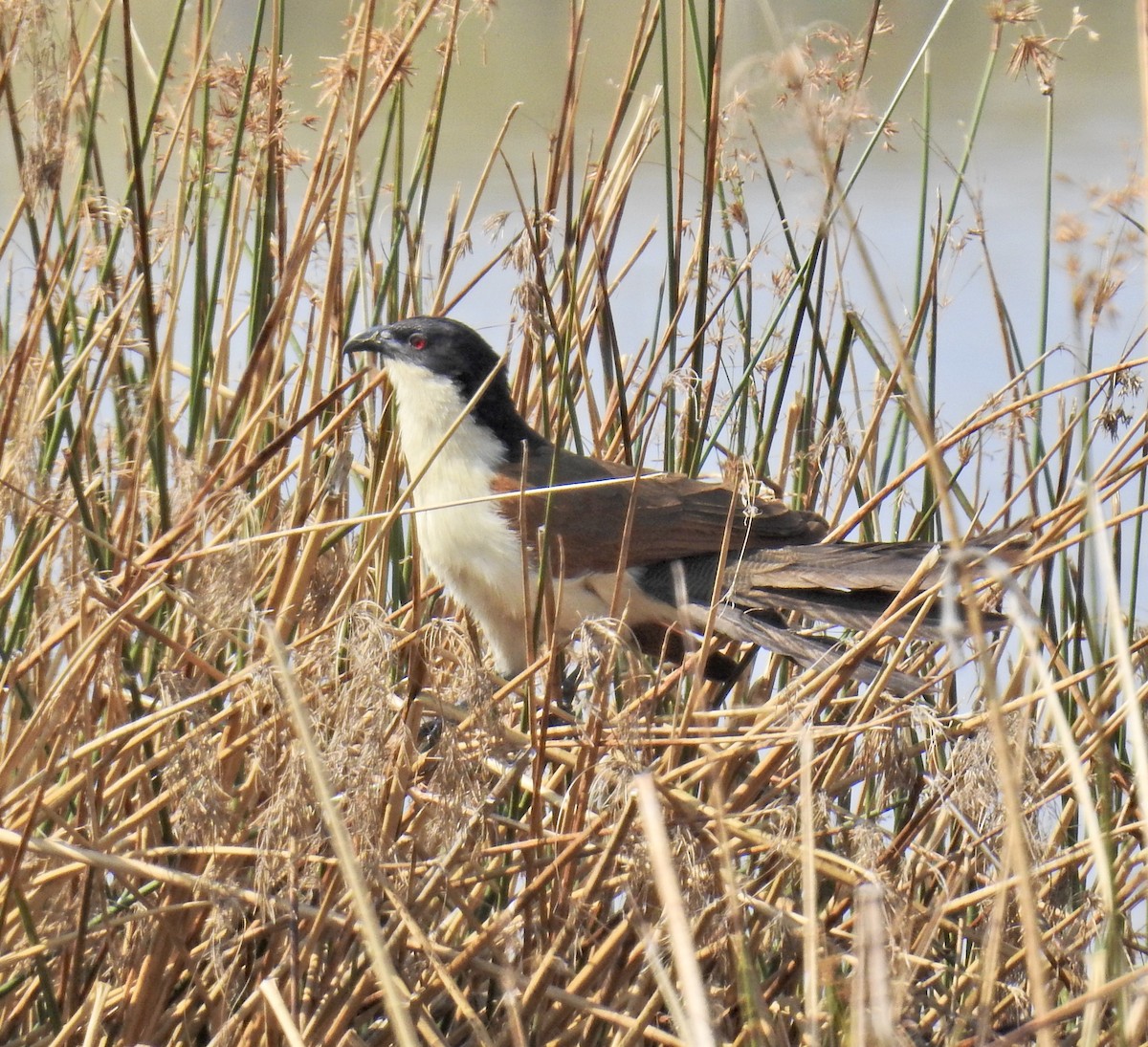 Coppery-tailed Coucal - ML622452863