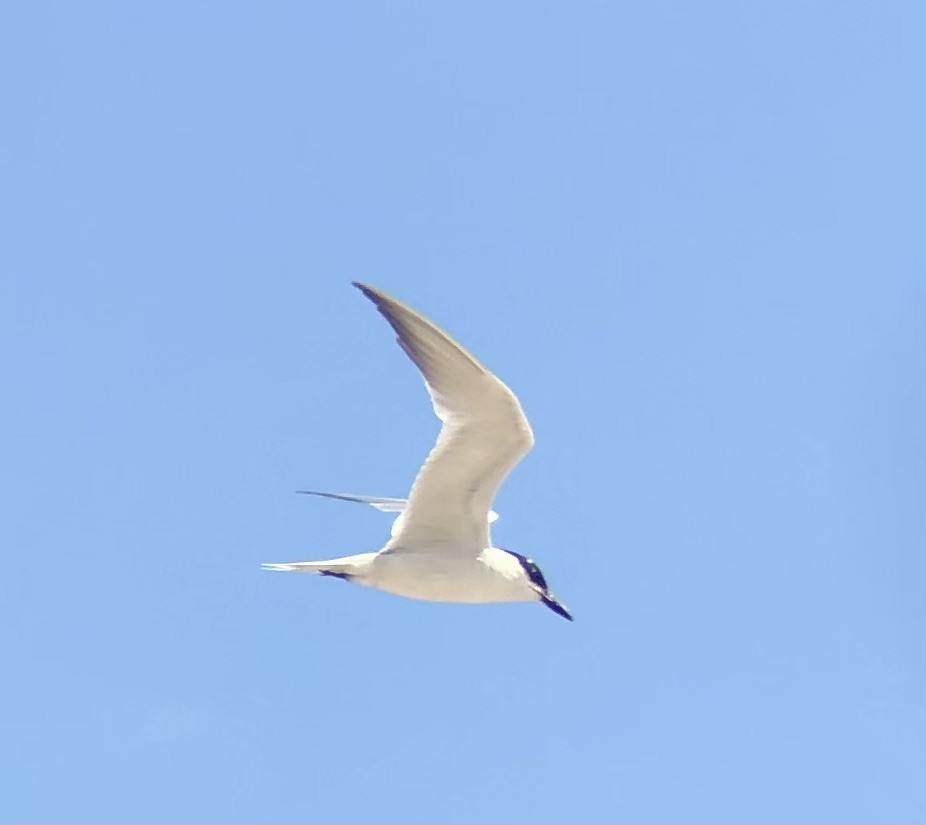 Gull-billed Tern - ML622452919