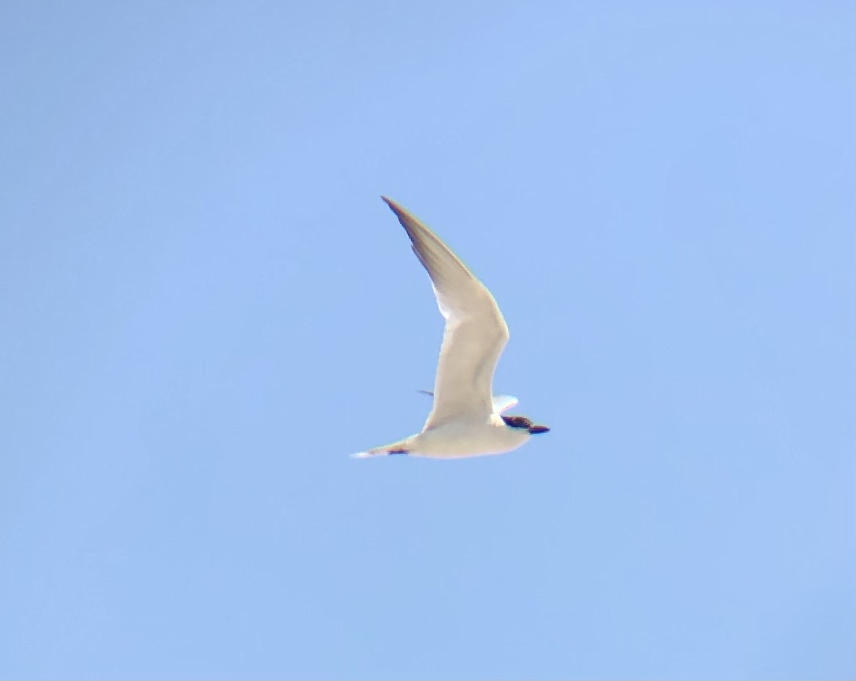 Gull-billed Tern - ML622452920