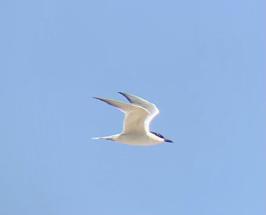 Gull-billed Tern - ML622452921