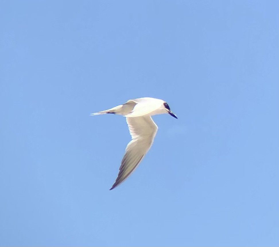 Gull-billed Tern - ML622452922