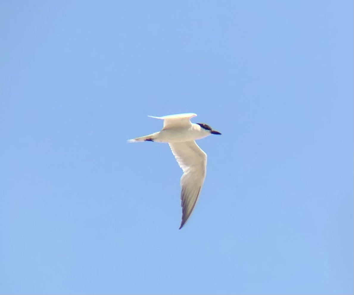 Gull-billed Tern - ML622452923