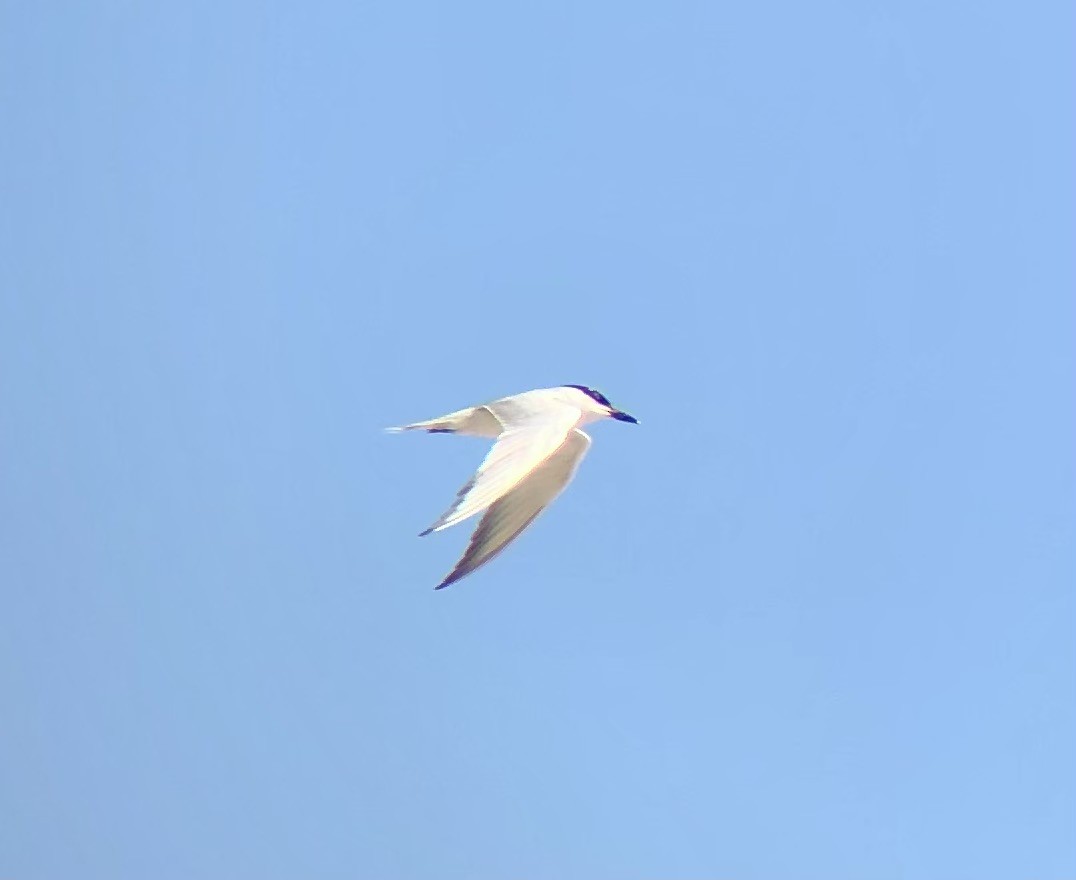 Gull-billed Tern - ML622452924