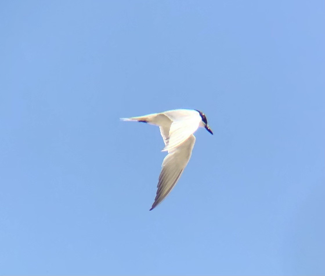 Gull-billed Tern - ML622452925