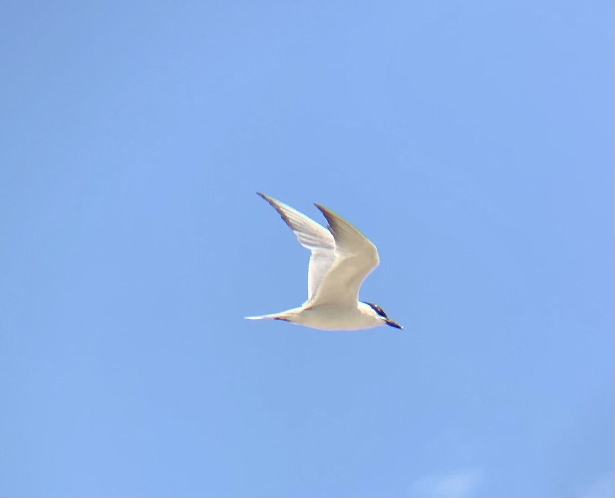 Gull-billed Tern - ML622452927