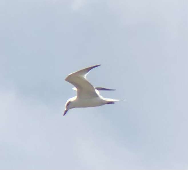 Gull-billed Tern - ML622452935
