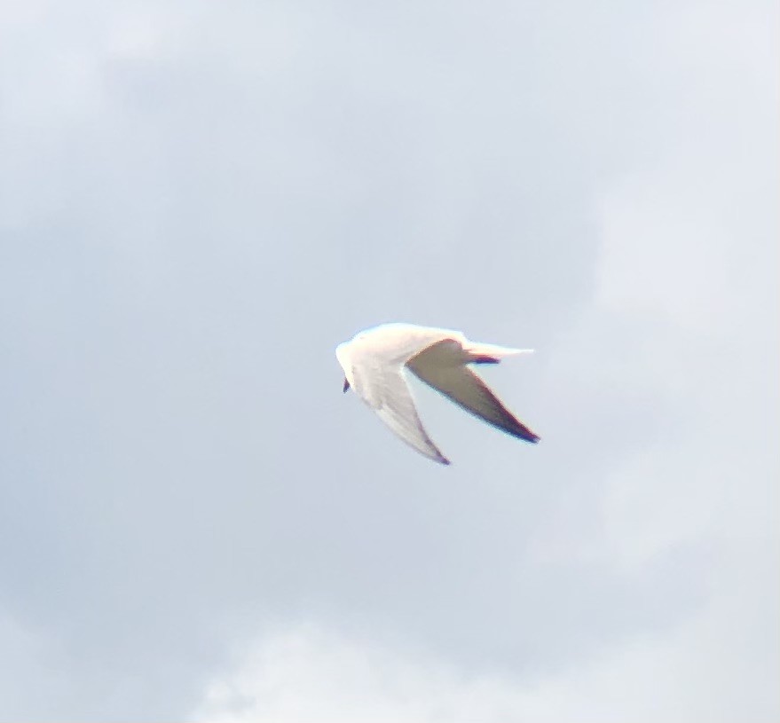 Gull-billed Tern - ML622452936
