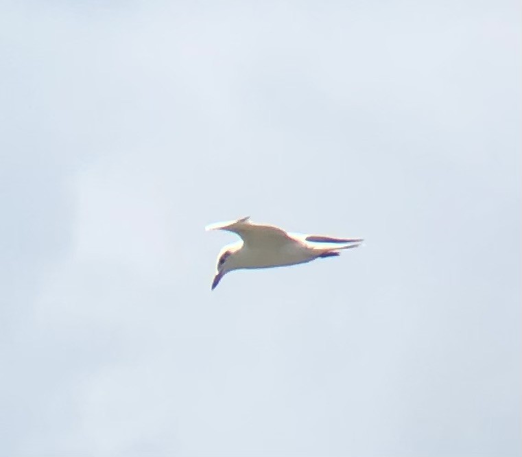Gull-billed Tern - ML622452937