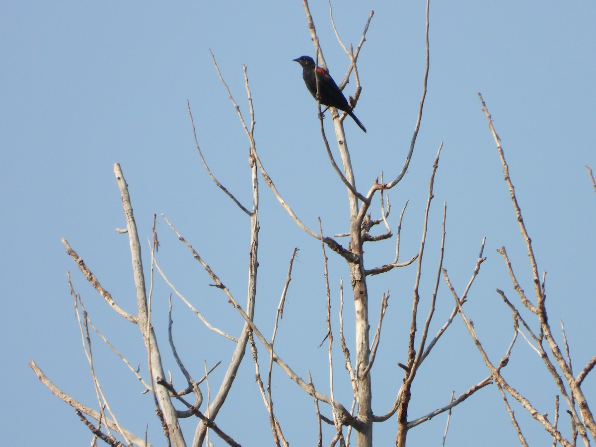 Red-winged Blackbird - Mason Jeffries