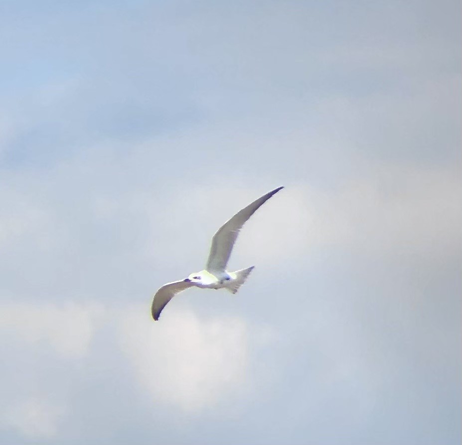 Gull-billed Tern - ML622452978