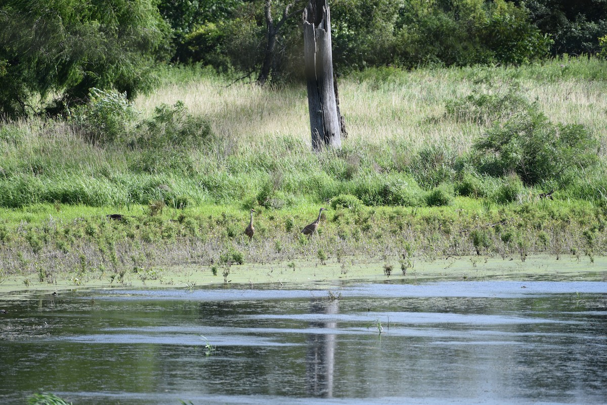 Sandhill Crane - ML622453001