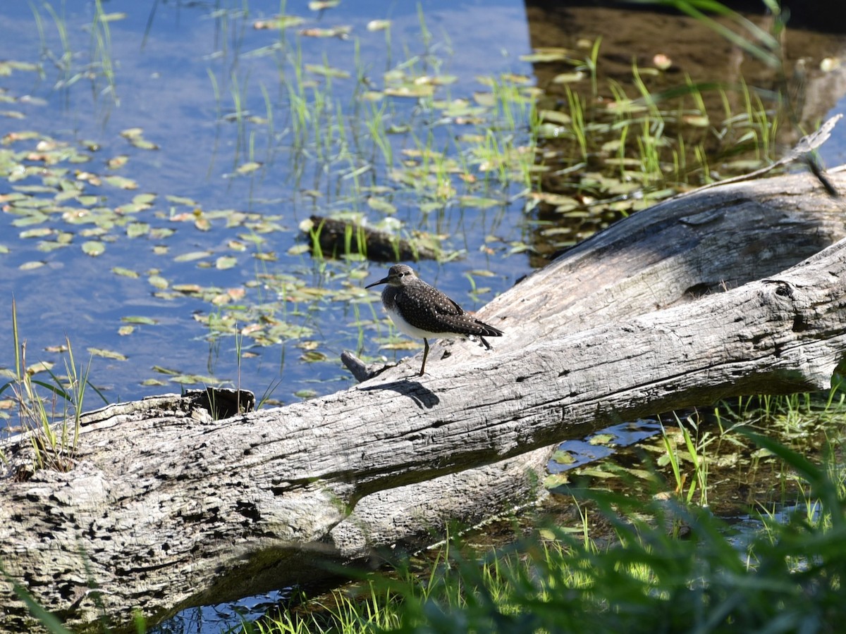 Solitary Sandpiper - ML622453003