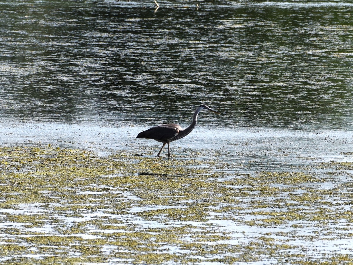 Great Blue Heron - ML622453010