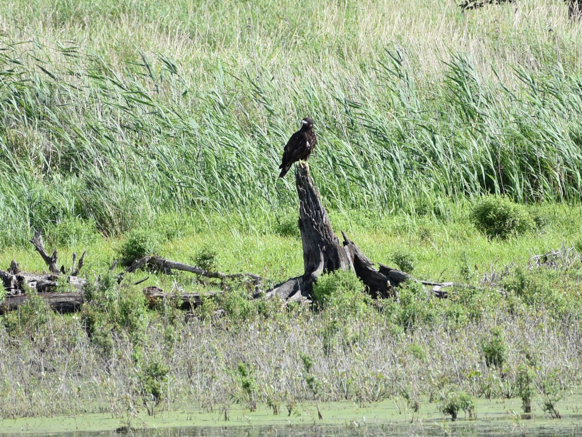 Bald Eagle - ML622453012