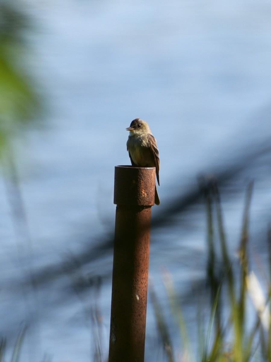 Eastern Wood-Pewee - ML622453015