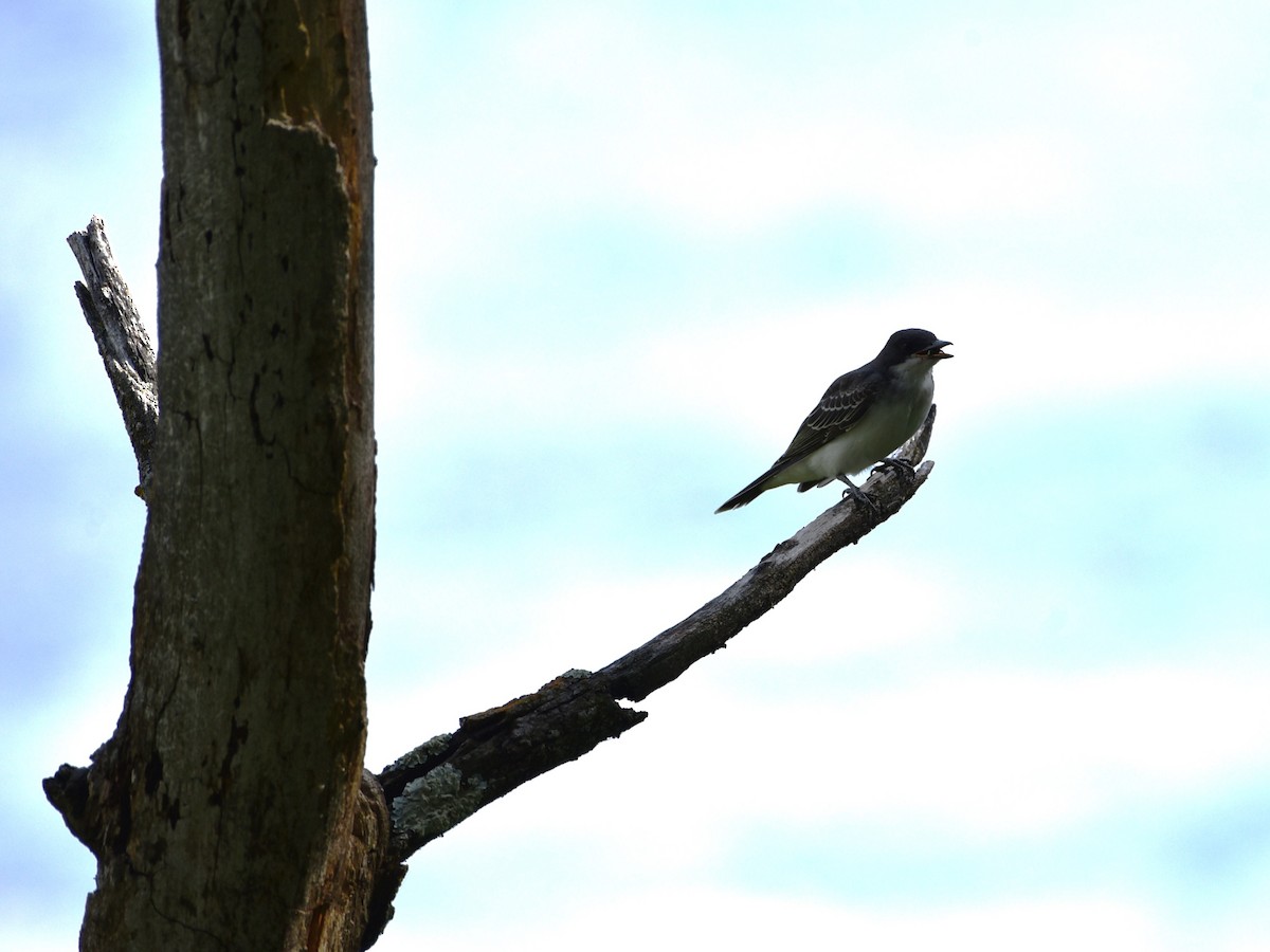 Eastern Kingbird - ML622453021