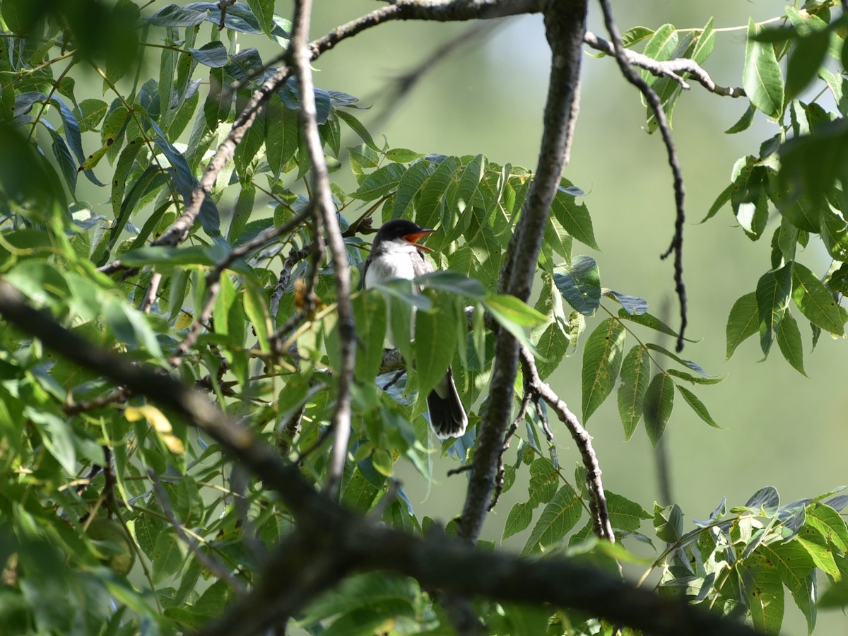 Eastern Kingbird - ML622453022