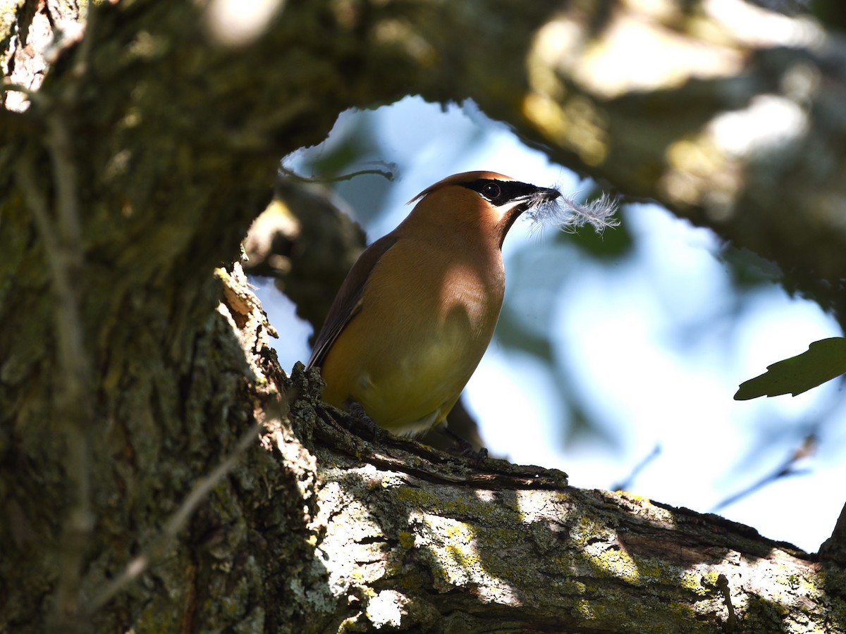 Cedar Waxwing - ML622453035