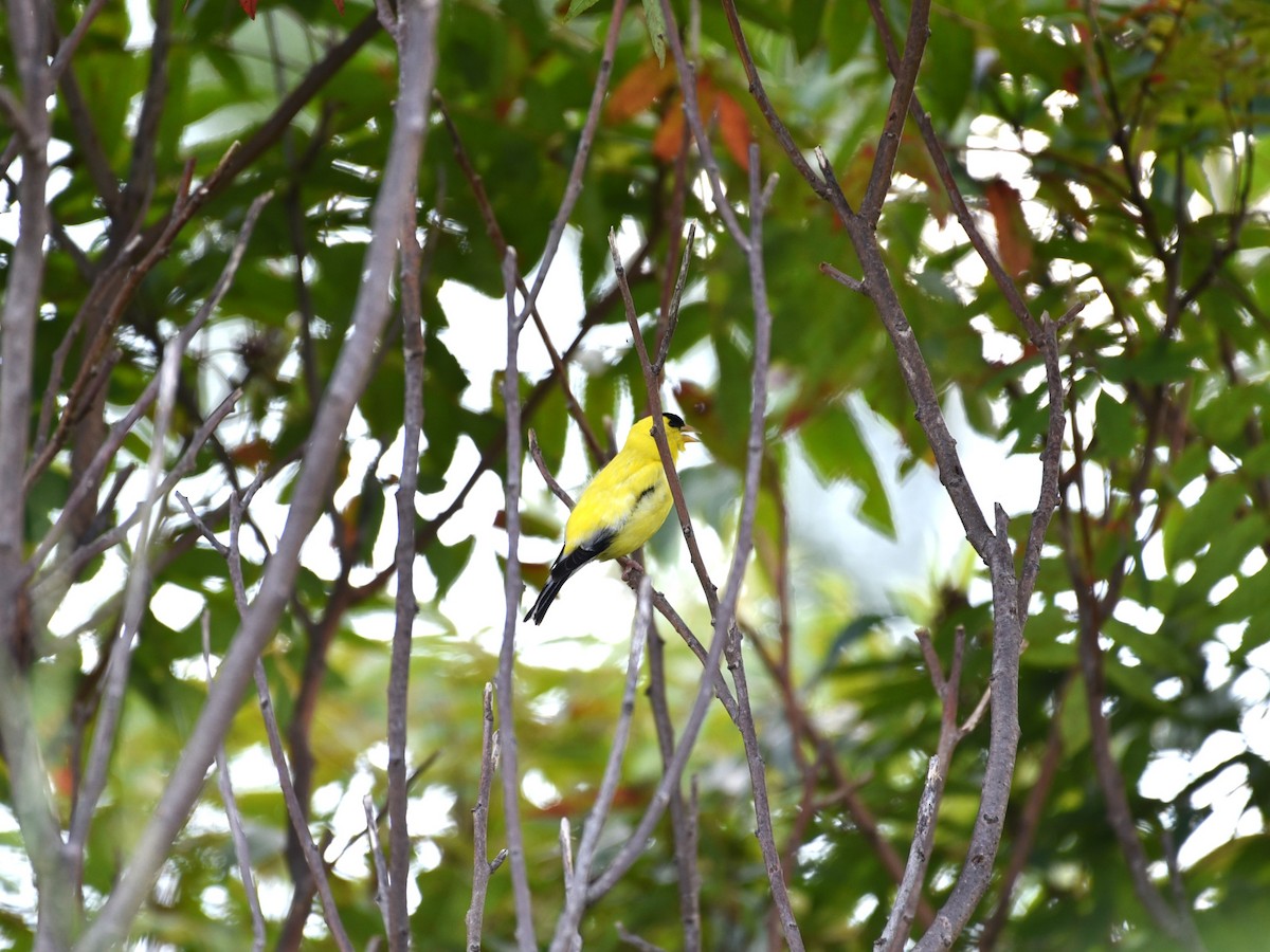 American Goldfinch - ML622453045