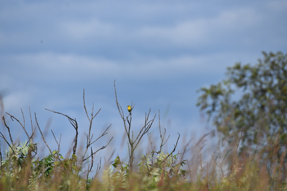 Orchard Oriole - ML622453065