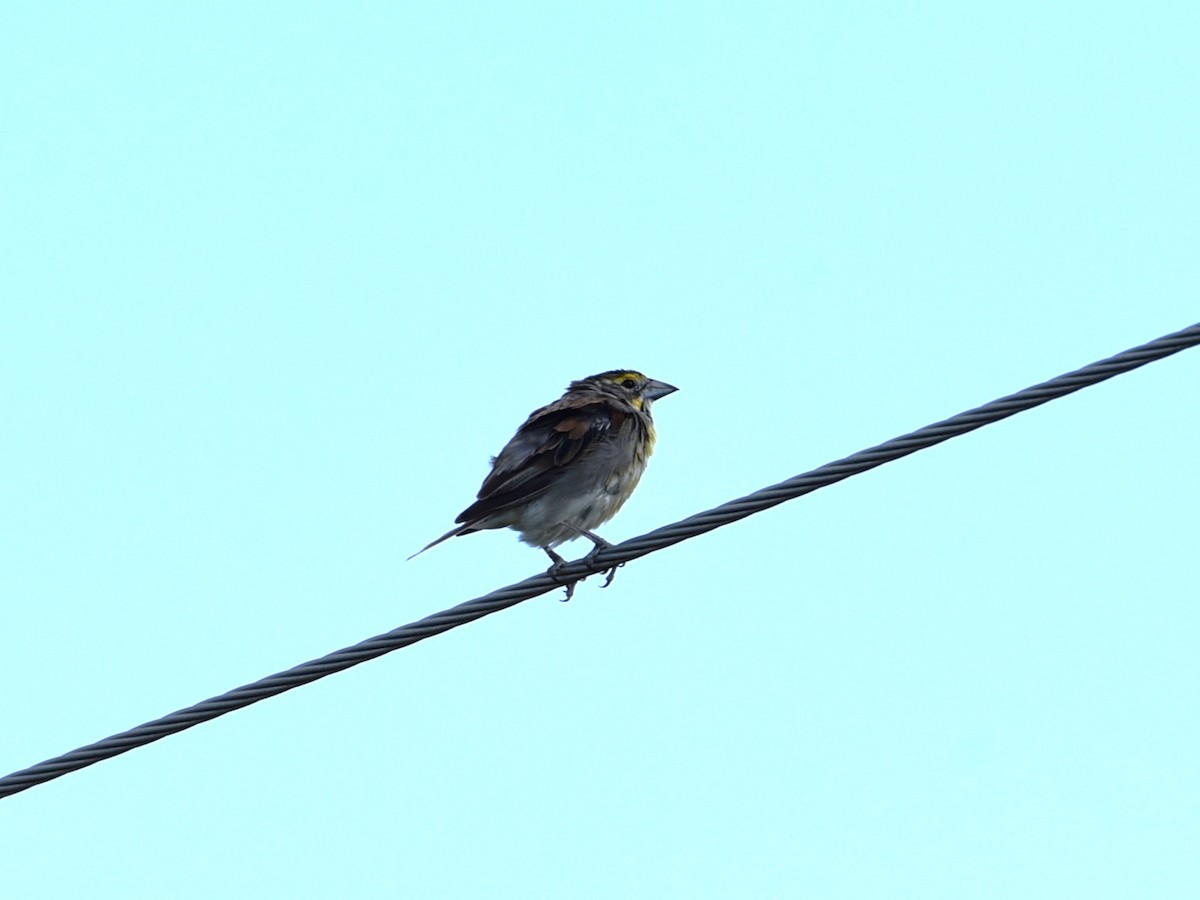 Dickcissel - ML622453070