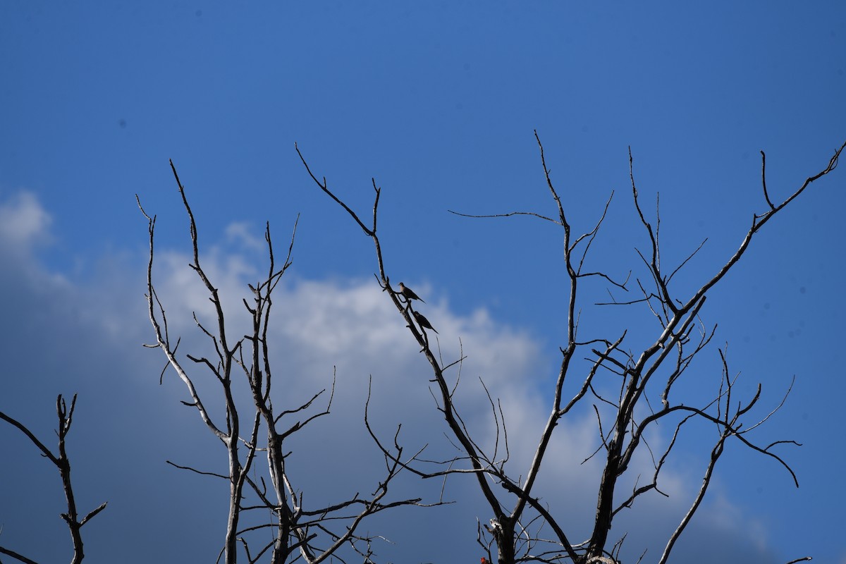 Mourning Dove - ML622453103