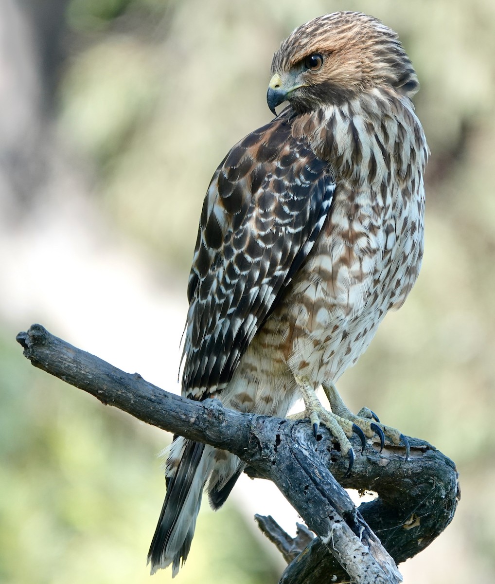 Red-shouldered Hawk - ML622453139