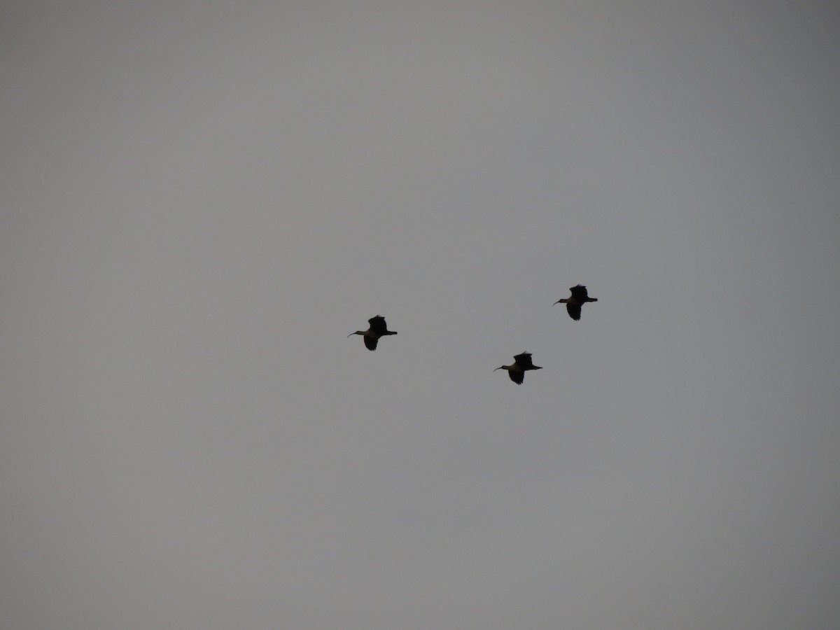Black-faced Ibis - ML622453153