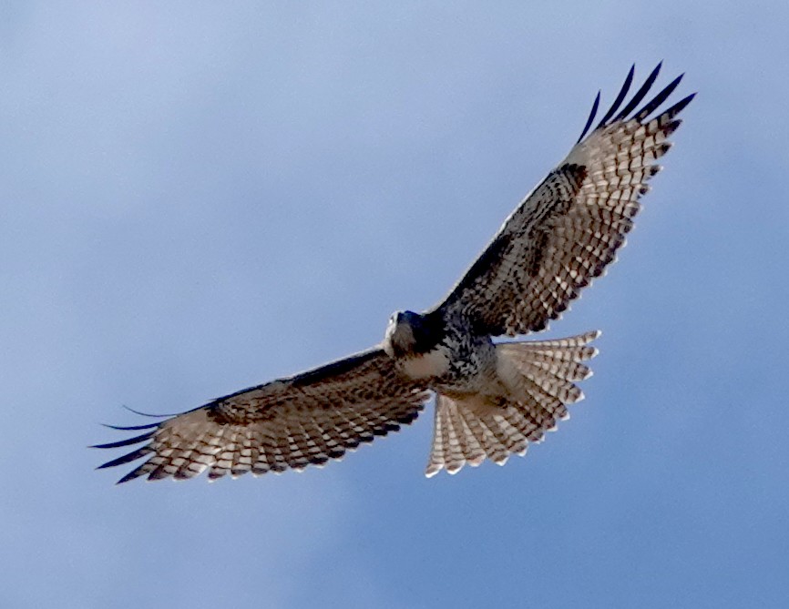 Red-tailed Hawk - ML622453173