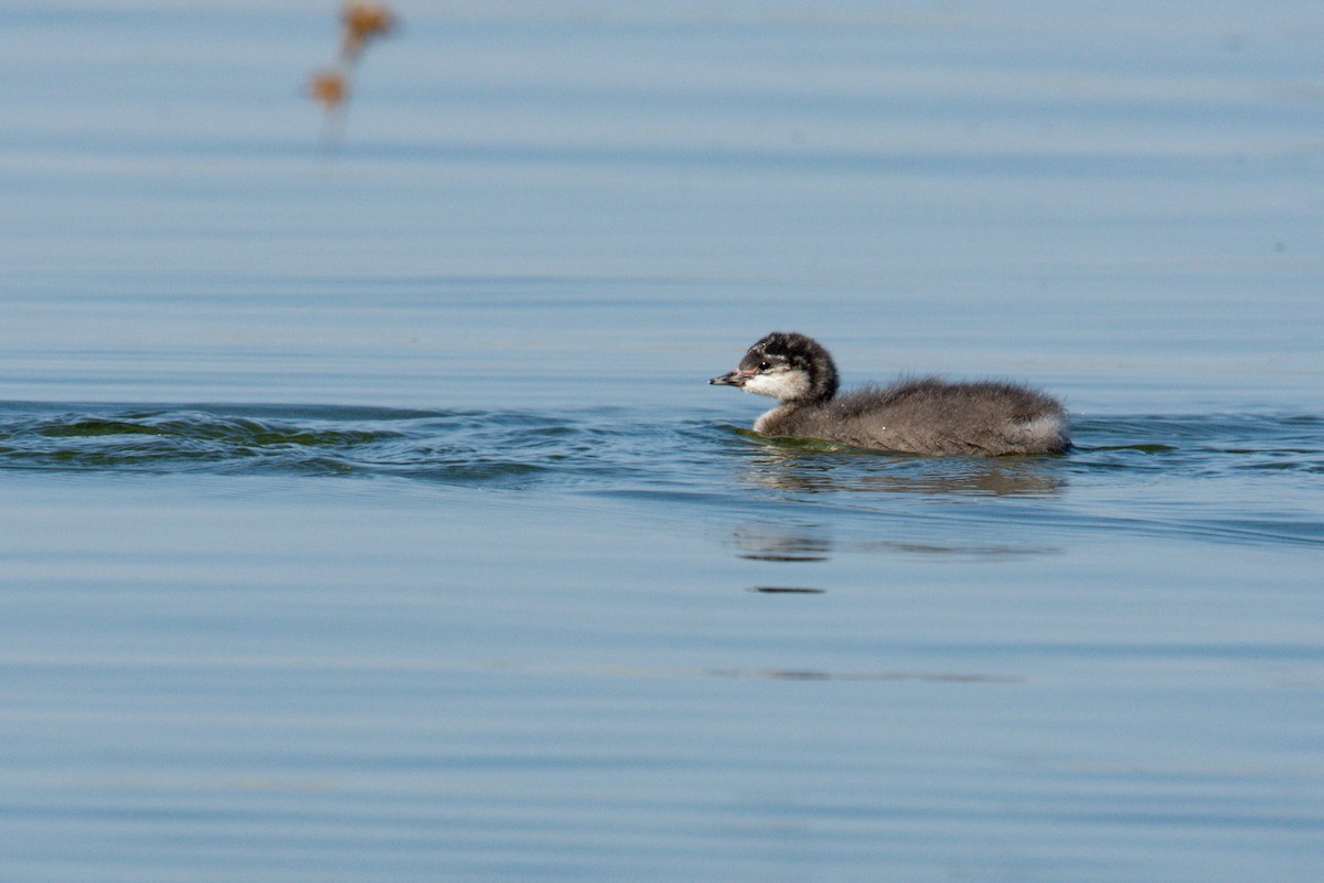 Eared Grebe - ML622453194