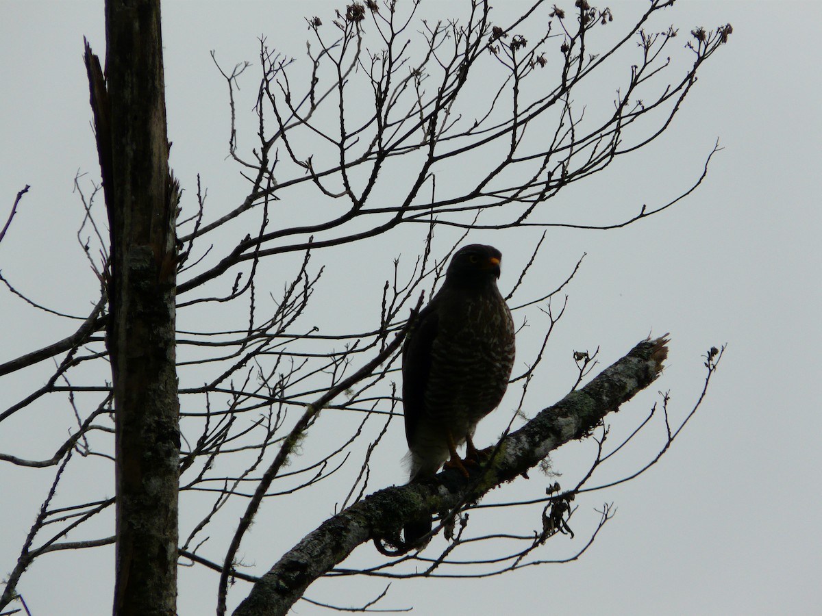 Roadside Hawk - Jack Young