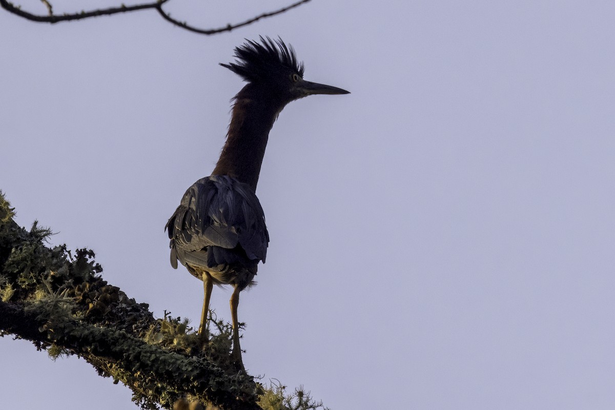 Green Heron - ML622453230