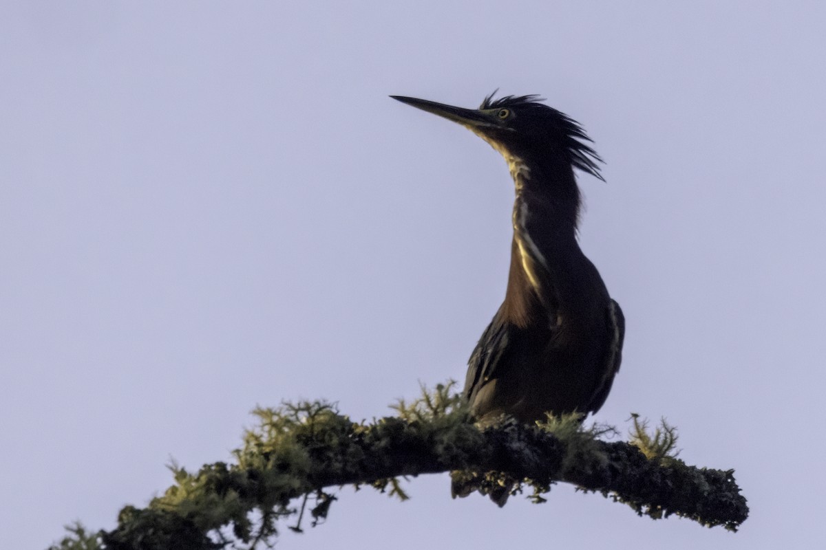 Green Heron - ML622453231