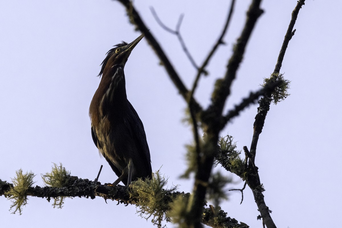 Green Heron - ML622453232
