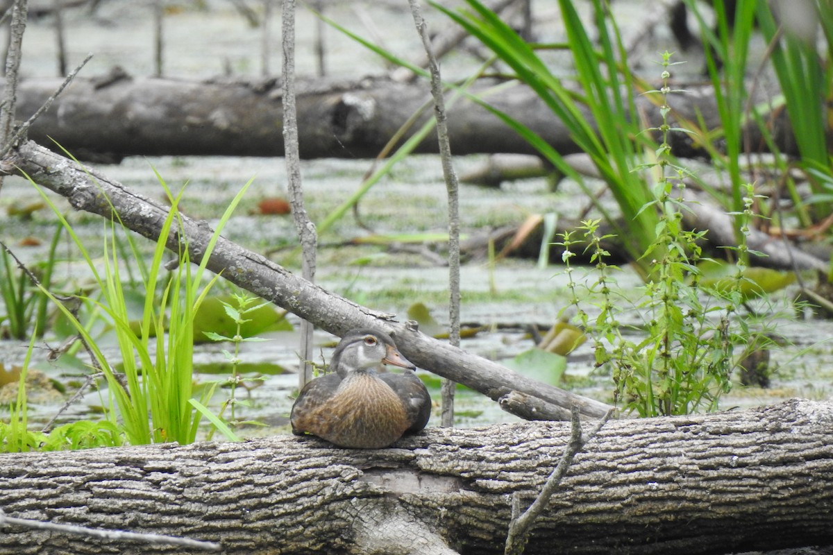 Wood Duck - Pablo Macías Torres