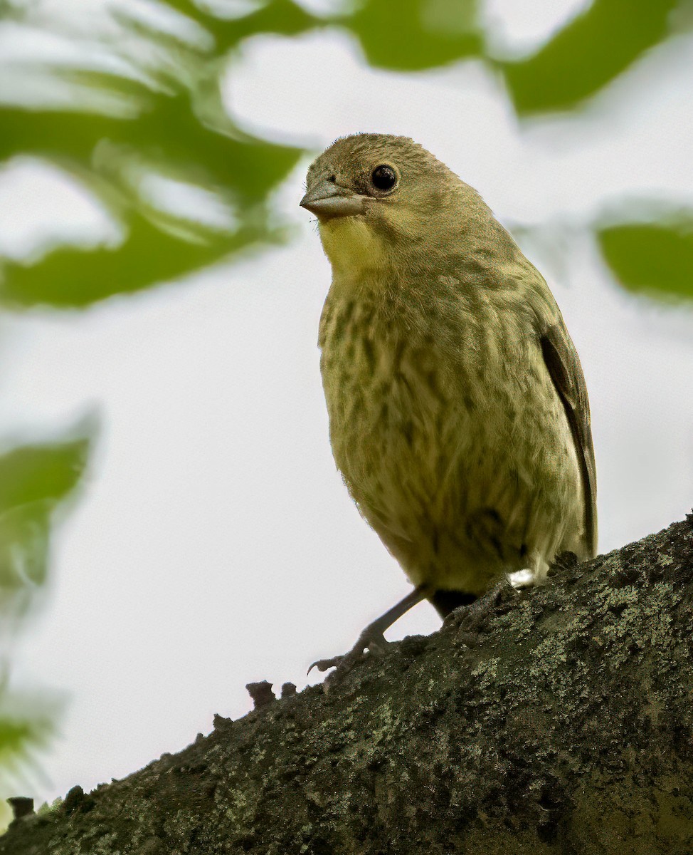 Brown-headed Cowbird - ML622453398