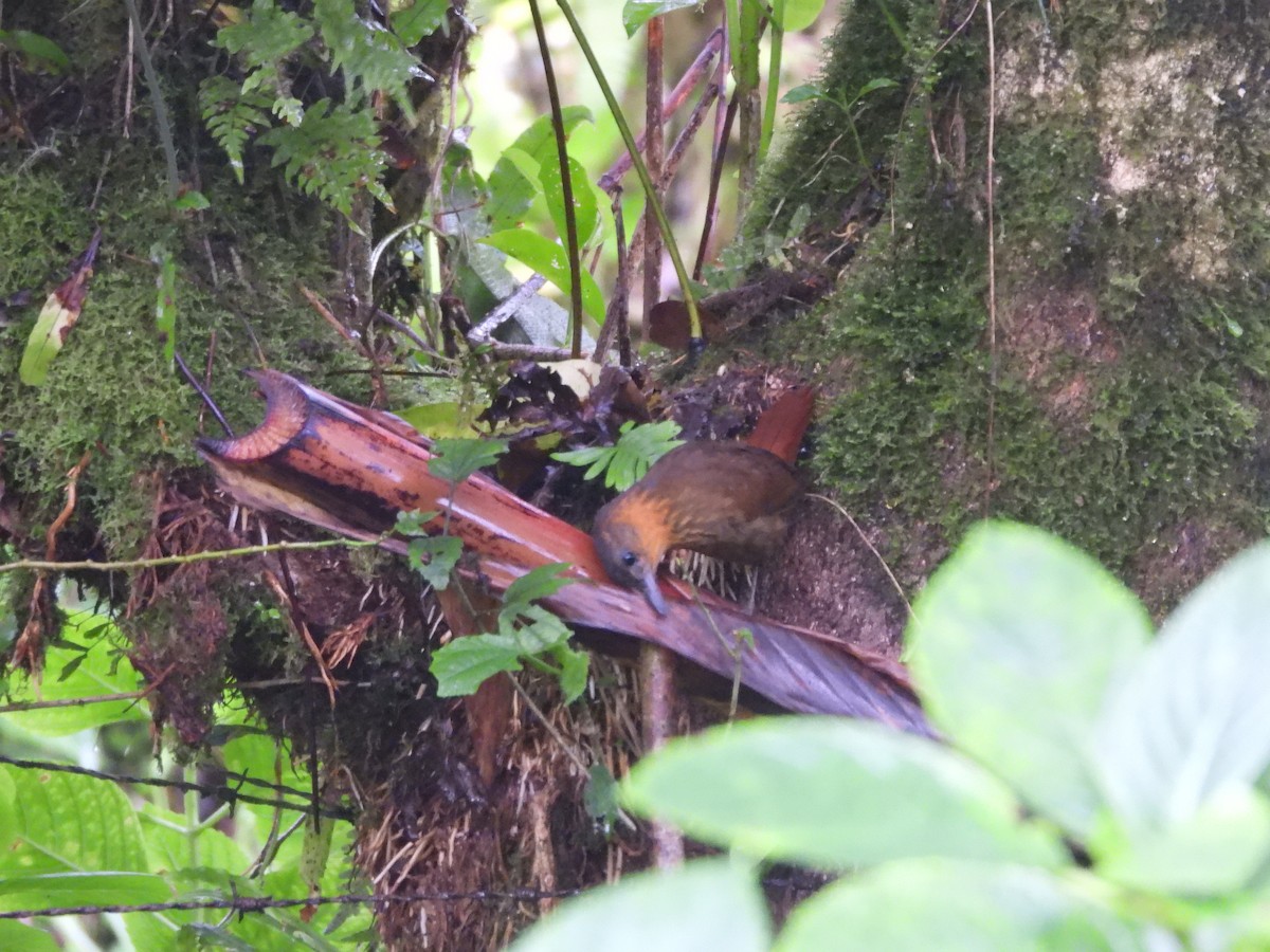 Streak-breasted Treehunter - ML622453412