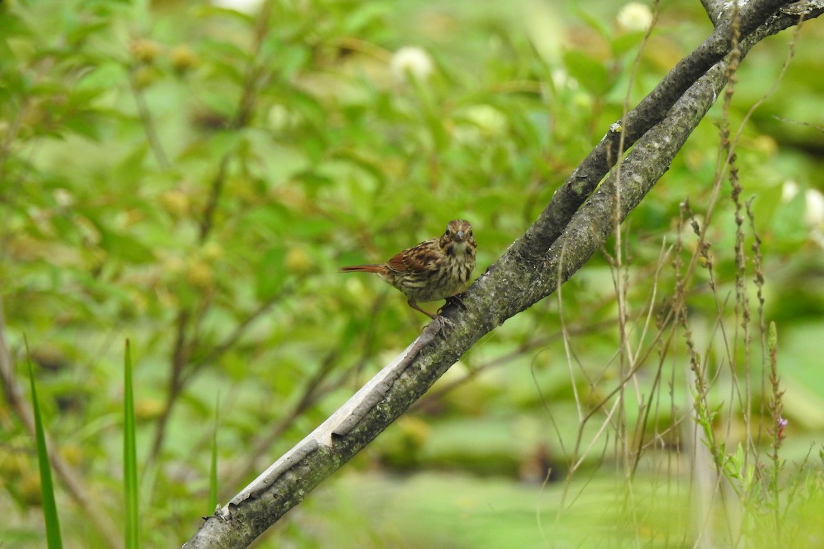 Song Sparrow - ML622453435