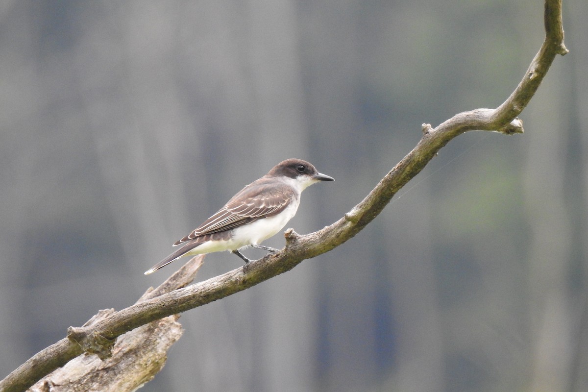 Eastern Kingbird - ML622453448